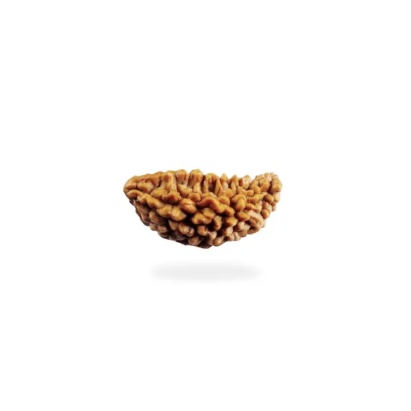 1 Mukhi 1