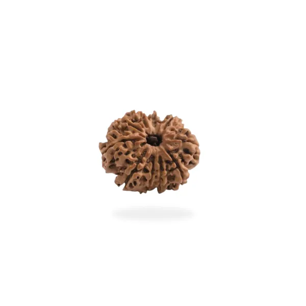 10 Mukhi