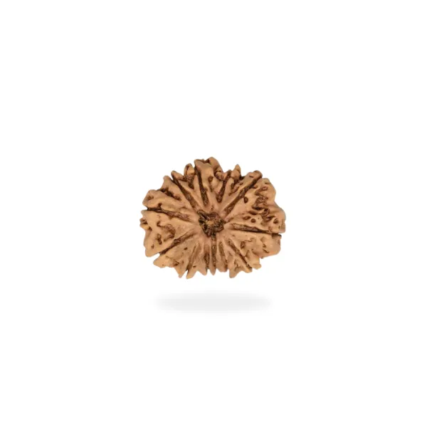 12 Mukhi