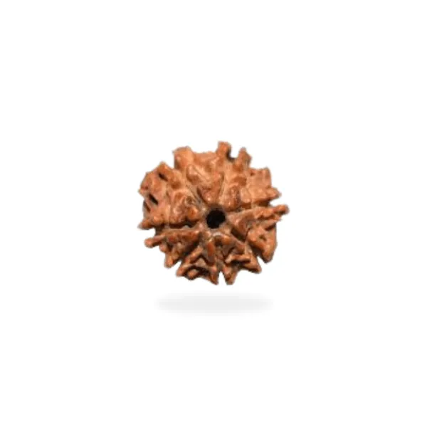 7 Mukhi 1