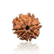 7Mukhi2