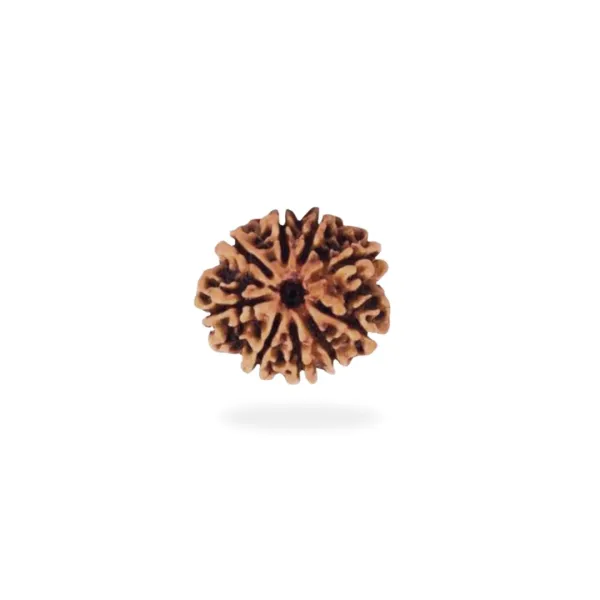 9 Mukhi
