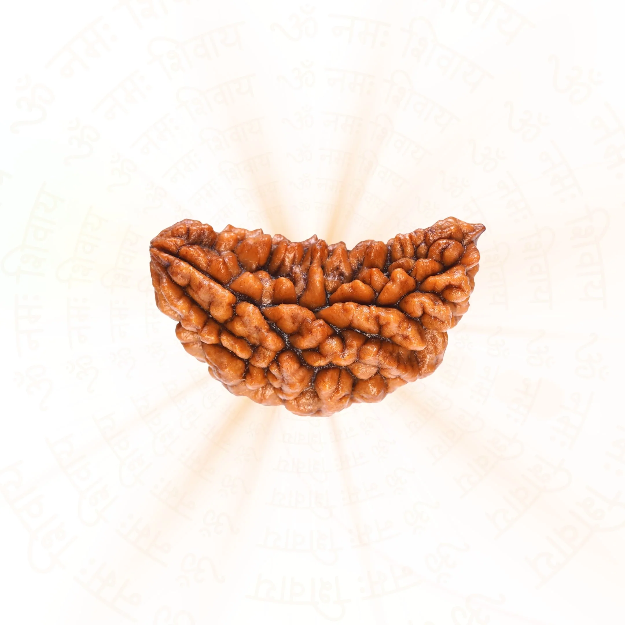 1 Mukhi Rudraksha