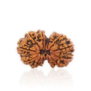 Gauri Shankar Rudraksha – Certified & Energized | For Marital Harmony, Divine Love & Relationship Healing