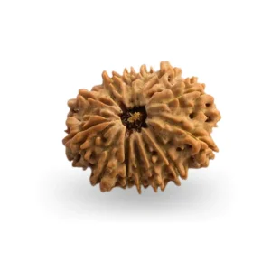 13 Mukhi Rudraksha – Certified & Energized | For Attraction, Charisma & Fulfillment of Desires