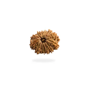 13 Mukhi Rudraksha – Certified & Energized | For Attraction, Charisma & Fulfillment of Desires