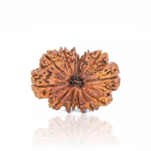 13 Mukhi Rudraksha – Certified & Energized | For Attraction, Charisma & Fulfillment of Desires