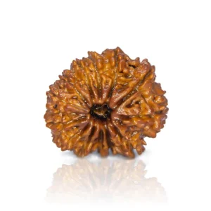 13 Mukhi Rudraksha – Certified & Energized | For Attraction, Charisma & Fulfillment of Desires