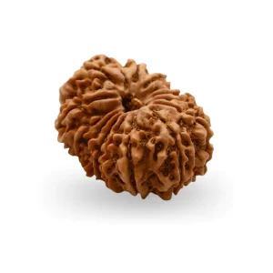 14 Mukhi Rudraksha – Certified & Energized | For Intuition, Protection & Supreme Leadership