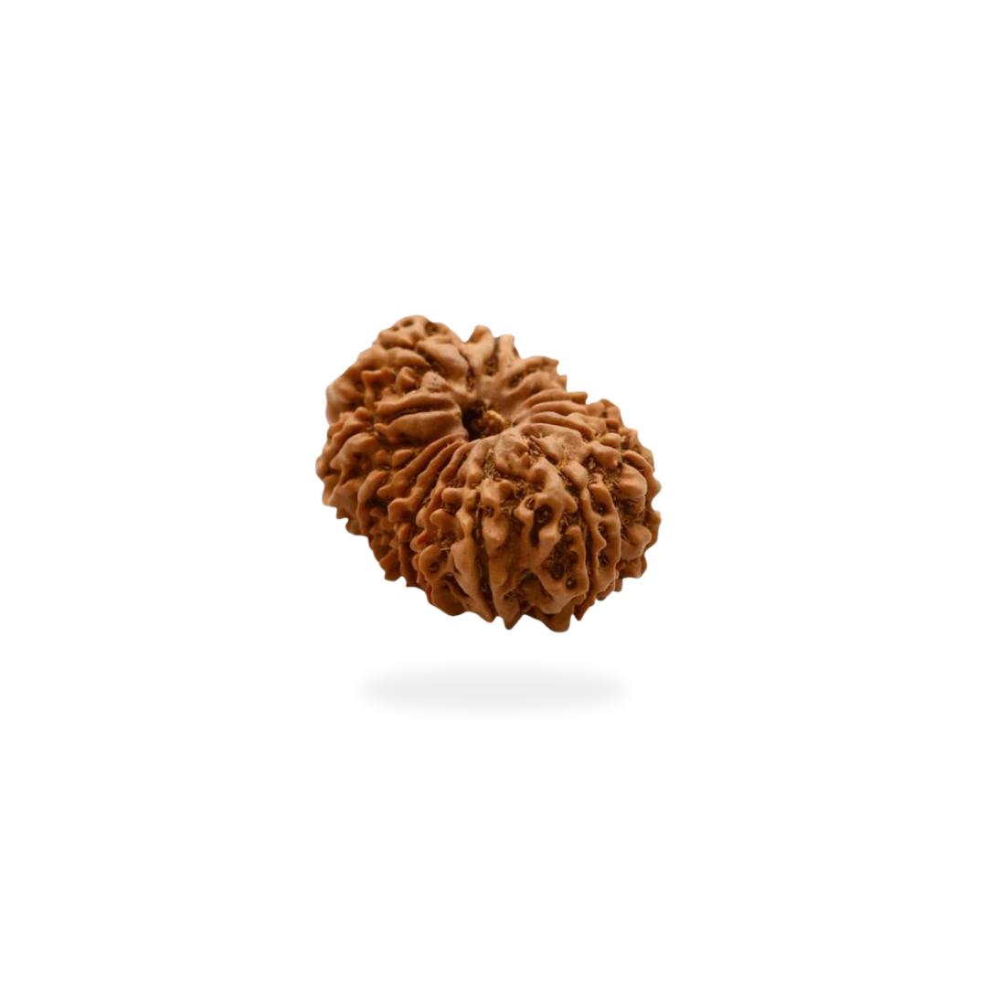 14 Mukhi Rudraksha – Certified & Energized | For Intuition, Protection & Supreme Leadership