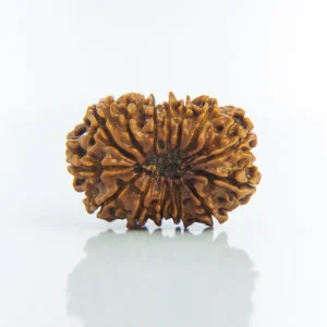 14 Mukhi Rudraksha – Certified & Energized | For Intuition, Protection & Supreme Leadership