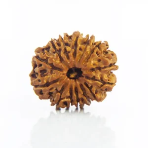 14 Mukhi Rudraksha – Certified & Energized | For Intuition, Protection & Supreme Leadership