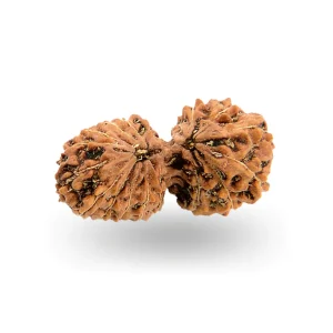 Gauri Shankar Rudraksha – Certified & Energized | For Marital Harmony, Divine Love & Relationship Healing