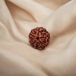 5 Mukhi Rudraksha
