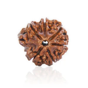 Ganesha Rudraksha – Certified & Energized | For Obstacle Removal, Wisdom & New Beginnings