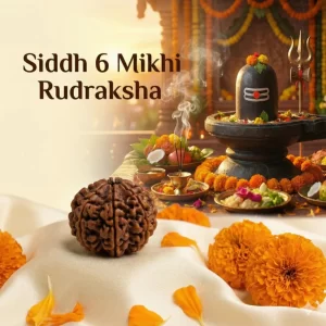 Original Nepali 6 Mukhi Rudraksha | Certified & Energized for Focus & Discipline