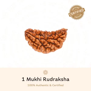 Original Nepali 1 Mukhi Rudraksha | Certified & Energized for Meditation & Success