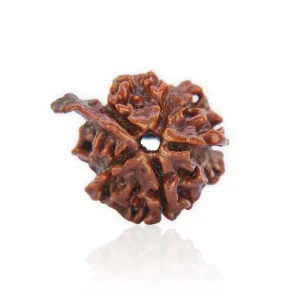 Ganesha Rudraksha – Certified & Energized | For Obstacle Removal, Wisdom & New Beginnings