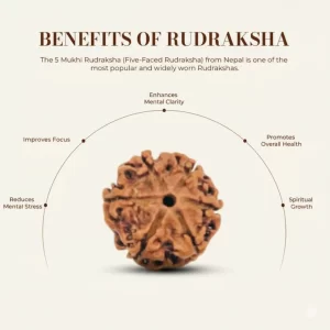 Original Nepali 6 Mukhi Rudraksha | Certified & Energized for Focus & Discipline