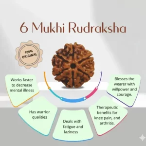 Original Nepali 6 Mukhi Rudraksha | Certified & Energized for Focus & Discipline