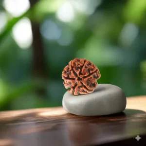 Original Nepali 6 Mukhi Rudraksha | Certified & Energized for Focus & Discipline