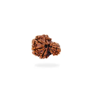 Garbh Gauri Shankar Rudraksha – Certified & Energized | For Motherhood, Fertility & Divine Connection