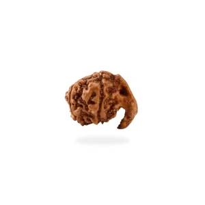 Ganesha Rudraksha – Certified & Energized | For Obstacle Removal, Wisdom & New Beginnings