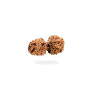 Gauri Shankar Rudraksha – Certified & Energized | For Marital Harmony, Divine Love & Relationship Healing