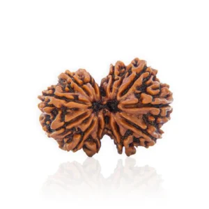 Gauri Shankar Rudraksha – Certified & Energized | For Marital Harmony, Divine Love & Relationship Healing