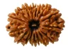 original nepali rudraksha kaise pehchane