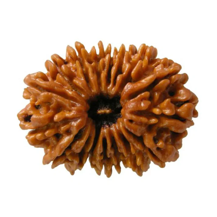 original nepali rudraksha kaise pehchane